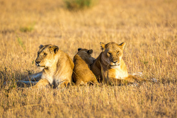 Lioness resting in the Serengeti National Park, Tanzania, Africa