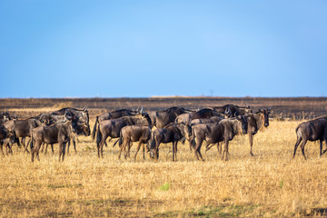 Fototapeta na wymiar Wildebeests in the savana of Serengeti National Park, Tanzania