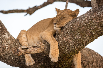 Lioness resting in the Serengeti National Park, Tanzania, Africa