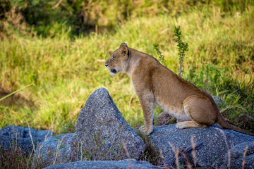 Lioness resting in the Serengeti National Park, Tanzania, Africa