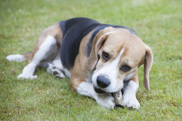 sweet beagle plays in a garden