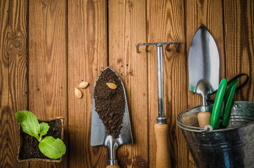 Still-life with sprouts and the garden tool, the top view