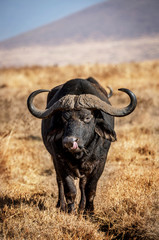 Lonely buffalo inside Ngorongoro Crater in Tanzania, Africa
