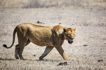 Wildlife in Ngorongoro Crater, north Tanzania