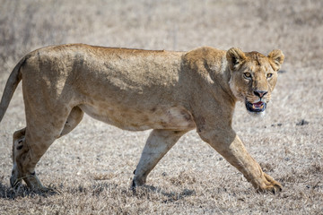 Wildlife in Ngorongoro Crater, north Tanzania