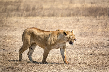 Wildlife in Ngorongoro Crater, north Tanzania