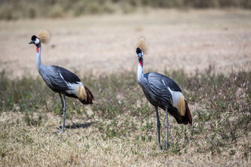 Wildlife in Ngorongoro Crater, north Tanzania