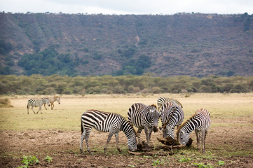 Fototapeta na wymiar Wildlife in Lake Manyara National Park in Tanzania, Africa