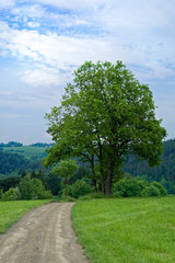 Fototapeta premium Tree in a meadow