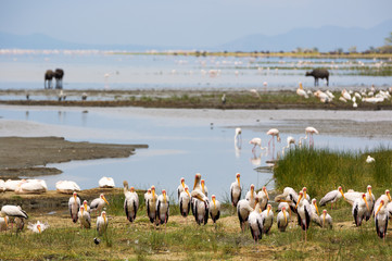 Wildlife in Lake Manyara National Park in Tanzania, Africa