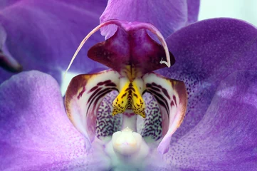 Abwaschbare Fototapete Macro of purple orchid flower © fullempty