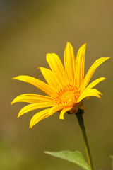 Single Yellow flower.