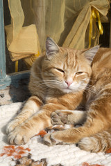 Ginger Cat on Window Sill