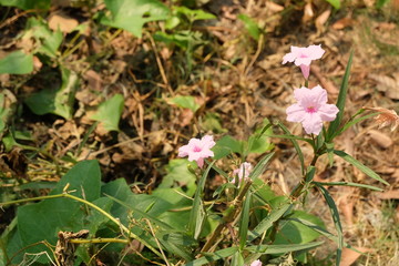 beauty eggplant flower in garden
