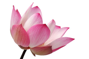 Fototapeta na wymiar beautiful lotus(single blooming lotus flower isolated on white b