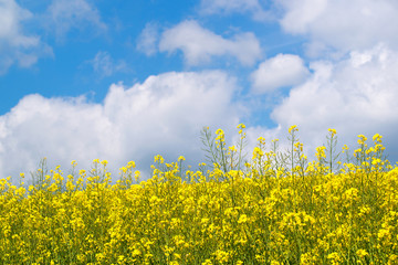 Field of yellow rape flowers against the blue sky and clouds