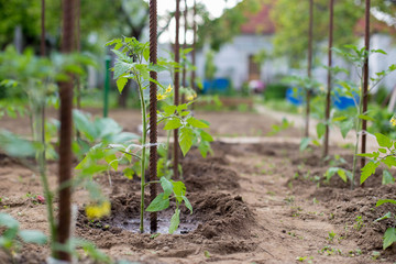 Time to plant  tomato in the garden