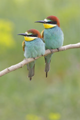 European bee-eater ( Merops apiaster ) is sitting on a twig