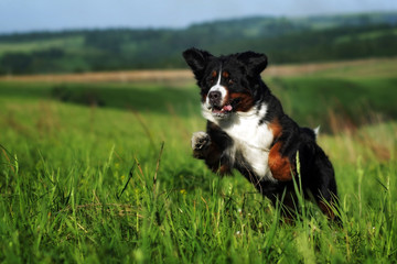beautiful happy Bernese mountain dog