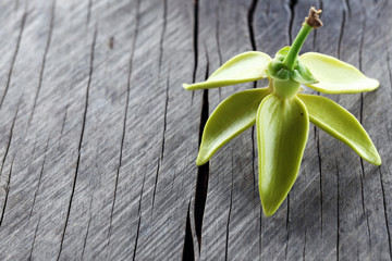 ylang ylang flower on wooden panel