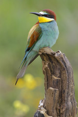 European bee-eater ( Merops apiaster ) is sitting on a twig