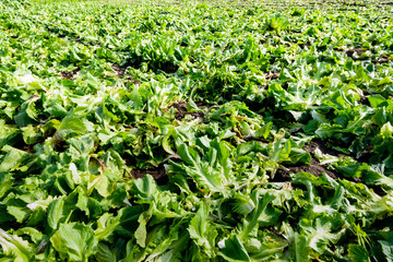 Remnants of harvested endive crops from close