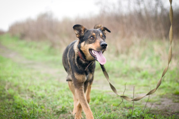 Mixed breed dog portrait outdoor