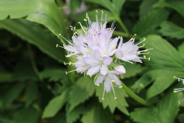 "Virginia Waterleaf" flowers (or Eastern Waterleaf) in St. Gallen, Switzerland. Its scientific name is Hydrophyllum Virginianum, native to Eastern North America.