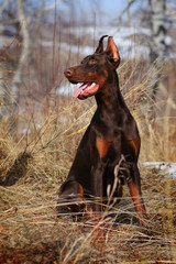 beautiful purebred brown Doberman dog