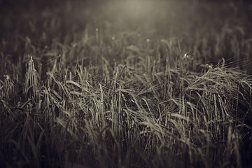 Fototapeta premium grain wheat summer field