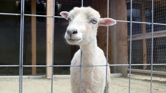 Little sheep bleating on the farm.