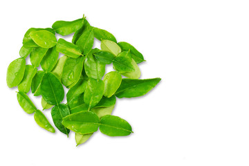 Kaffir lime herbal  leaves on white background