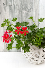 Red garden geranium in white wicker basket
