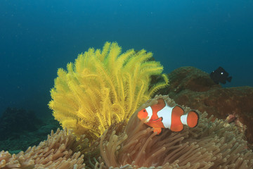Fish and coral reef underwater in Indian Ocean, Thailand