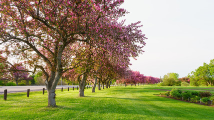 Obraz premium Pink blossom trees beside a road