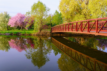 Fototapeta na wymiar A park with red bridge and pink blossom tree
