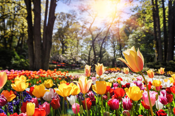 Frühlingslandschaft mit mehrfarbigen Tulpen