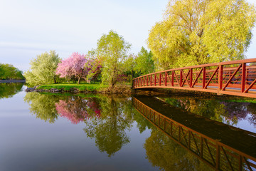 A park with red bridge and pink blossom tree