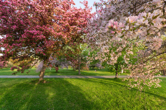 trees with colorful blossoms in Spring