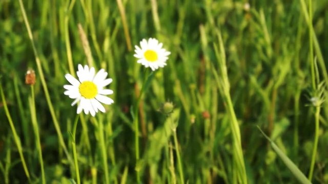 Margerite im Wind