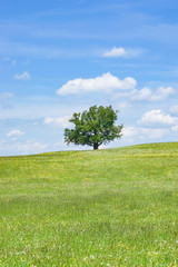 Frühlingswiese mit einem Baum