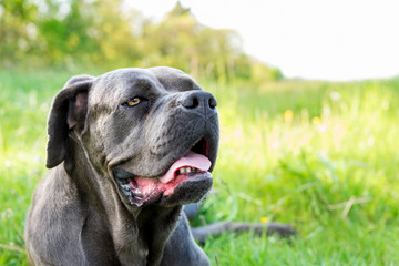 Cane corso, italian mastiff dog