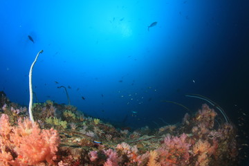 Fish and coral reef underwater in Indian Ocean, Thailand