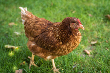 Egg laying hens at free range farm