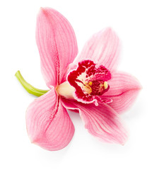 Orchid flower