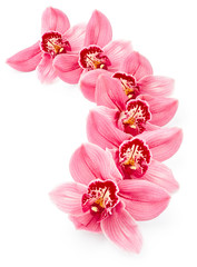 Beautiful pink orchid flowers