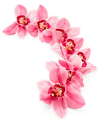 Orchid flowers