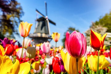 Paysage de printemps avec des tulipes multicolores