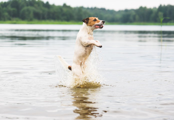Dog playing, jumping and splashing in summer river water
