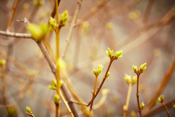 First spring buds